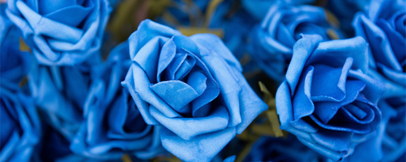 蓝色妖姬的花语是什么 蓝色妖姬的花语是什么?大概多少钱一朵?