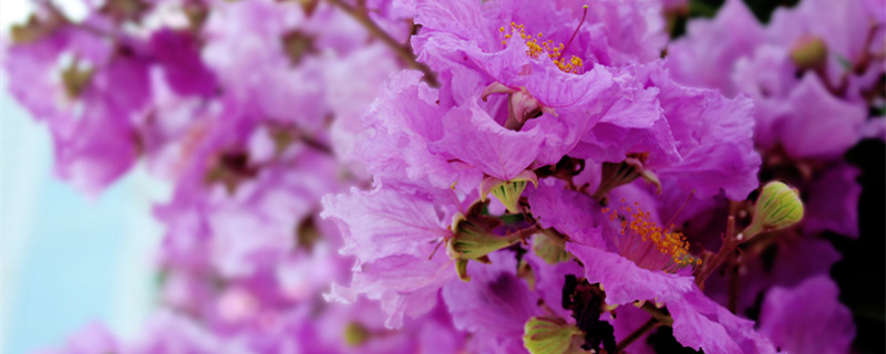 紫薇几月开花 百日红紫薇几月开花