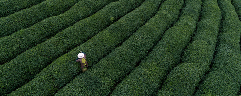 茶树的生长环境有哪些要求 茶树的生长环境有哪些要求地理