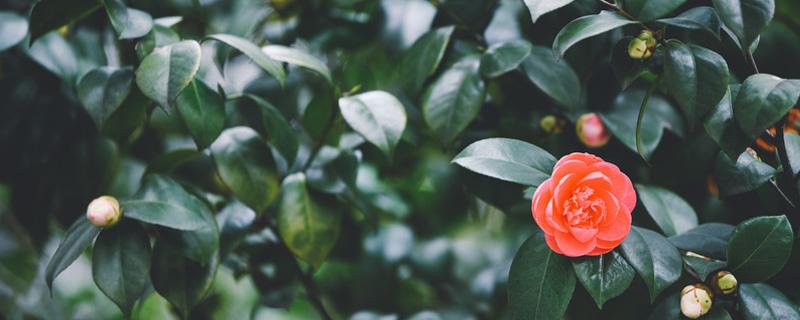 昆明市花是什么