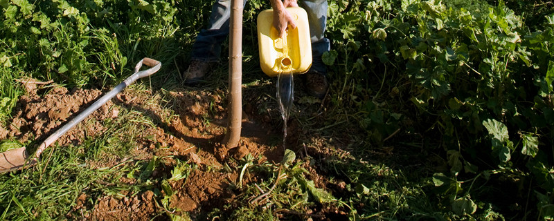 移栽植物时根部带泥土的主要目的是 移栽植物时根部带泥土的主要目的是保护