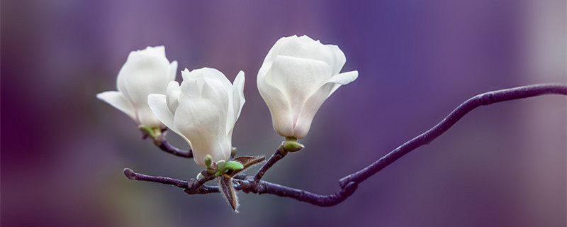 木兰科植物的主要特征 简述木兰科植物的识别要点