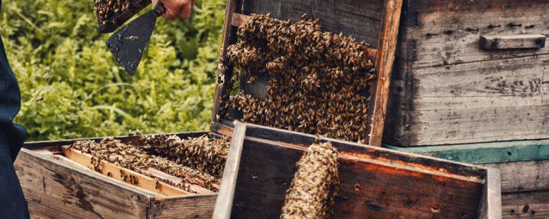 蜜蜂吃饱一次能维持多少天（蜜蜂一年喂几次）