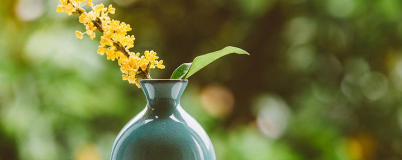 花楸树的象征意义（楸树花寓意）