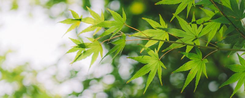 苋科植物有哪些，苋科植物有哪些菜（苋菜的植物学分类）