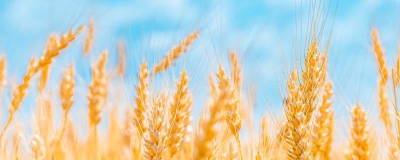 太麦198亩产均多少斤 太麦198小麦品种的特点