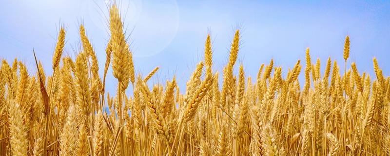 小麦增产有哪些知识，关于小麦生长的知识