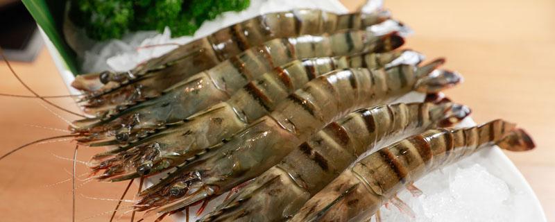 鸡尾虾养殖方法 基围虾养殖技术