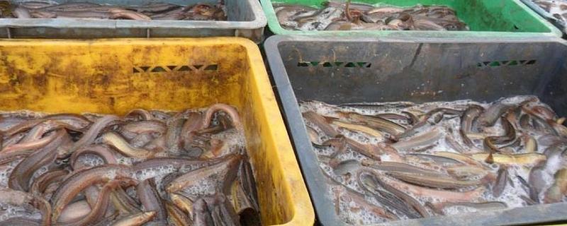 泥鳅木箱养殖技术，饲养管理（泥鳅在塑料箱怎么养）