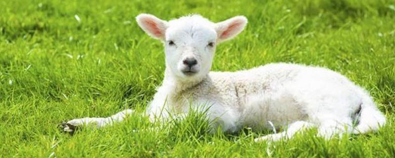 新生小羔羊管理技术，需及时补饲 简述初生羔羊的饲养管理措施