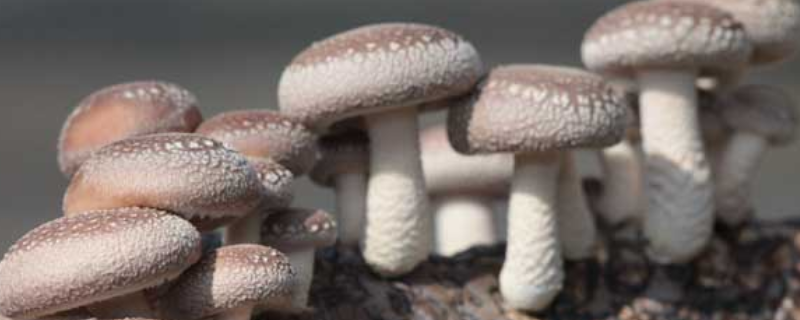 食用菌香菇该怎么栽培，有哪些要点 香菇菌的种植方法