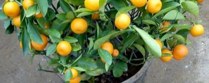 小金橘籽如何种小盆栽，该如何养护 小金桔怎样种植花盆