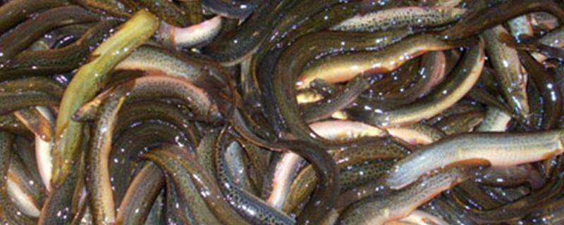 泥鳅催产的基础知识，如何分辨雌雄 泥鳅生育过程