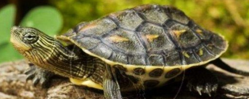 巴西龟介绍，巴西龟怎么养，如何区分公母