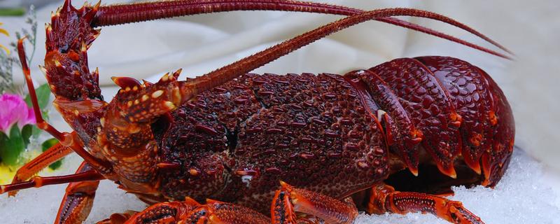 澳洲龙虾价格大概多少钱一斤（澳洲龙虾一般价格多少一斤）