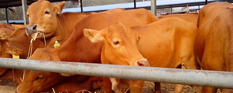黄牛的养殖方法，有哪些要点 饲养黄牛需要什么条件