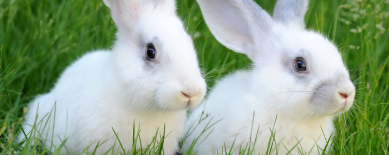 小白兔的养殖方法，这五点是关键 小白兔的饲养方法