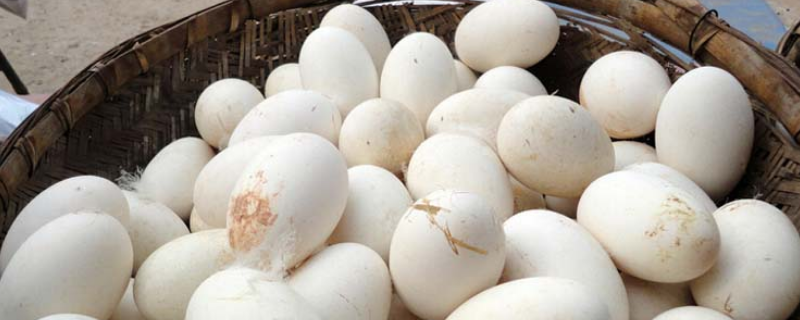 鹅的孵化技术，鹅蛋的结构特点（鹅蛋的孵化条件）