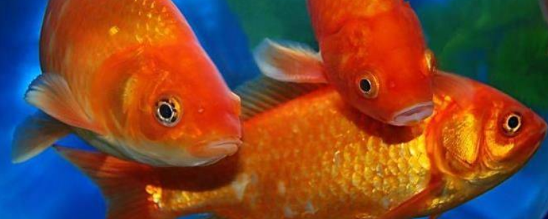 红鲤鱼的养殖方法，这五点是关键 红鲤鱼的饲养方法