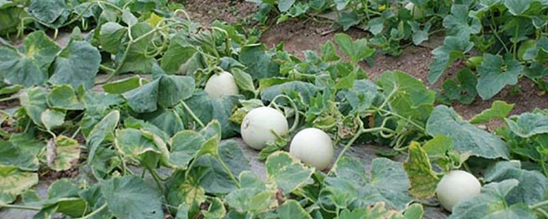 露地香瓜怎么种植，有哪些技术要点 什么地适合种香瓜