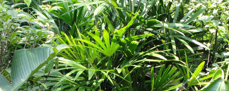 棕竹的养殖方法，详细介绍（棕竹的养殖方法和注意事项）