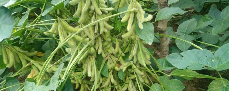 黄豆的种植方法，怎样防治病虫害 黄豆种植技术及病虫害防治