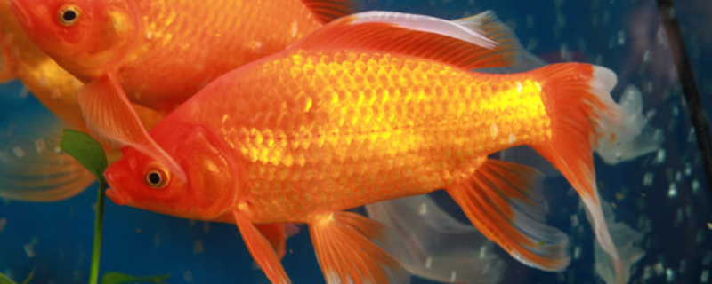 金鲫鱼的养殖方法，这四点是关键 黄金鲫鱼养殖周期