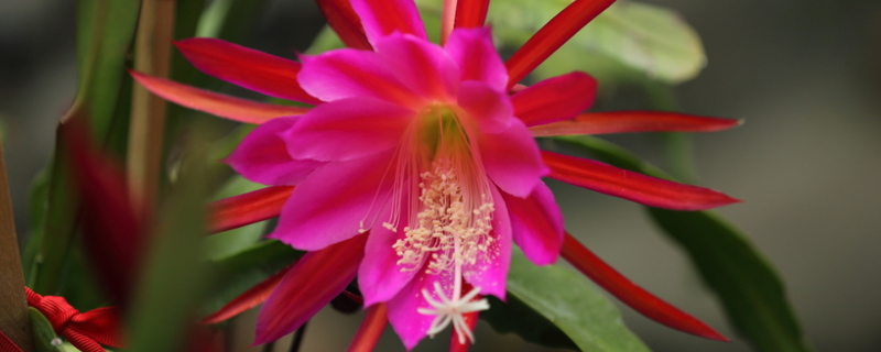 荷花令箭怎么修剪，附其修剪原则 怎样修剪荷花令箭