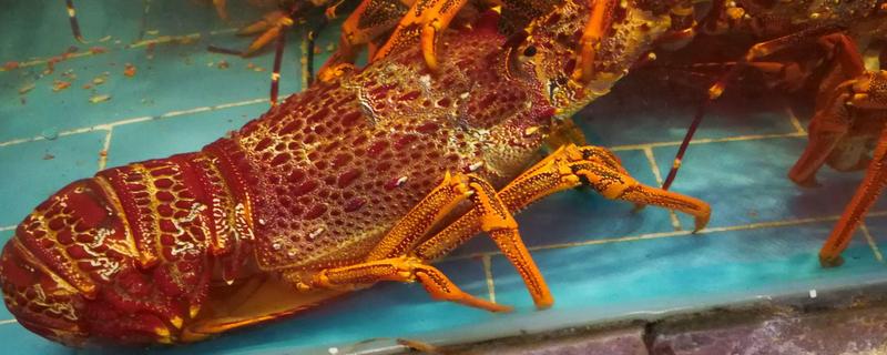 澳洲大龙虾养殖方法，附投喂管理（澳洲龙虾养殖技术指南）