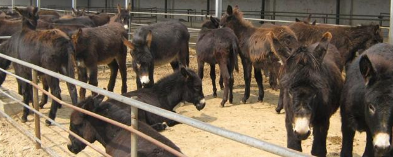 肉驴养殖技术，附养殖场的建设（肉驴养殖场建设图片）