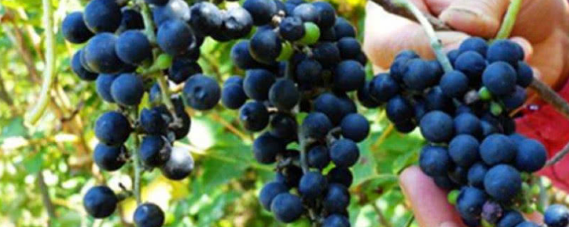 野葡萄怎么种植，有哪些技术要点 野葡萄如何种植