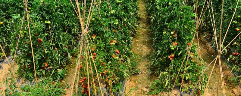 蕃茄的种植管理，有哪些技术要点（番茄种植技术与管理方法）