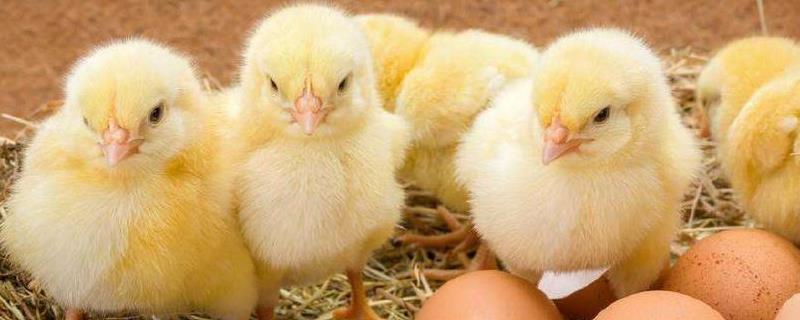 蛋鸡苗育雏技术，环境温度怎么选 蛋鸡育雏温度表