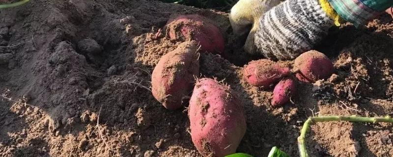 山芋的种植方法，有哪些要点（山芋盆栽的种植方法）