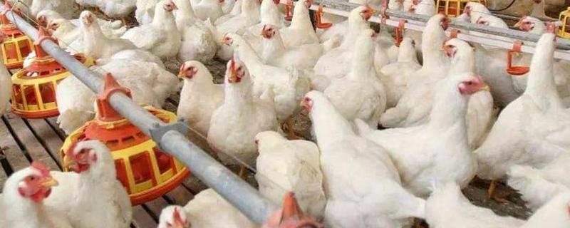 肉鸡养殖技术，鸡舍的场地选择 最新肉鸡养殖技术鸡棚建设