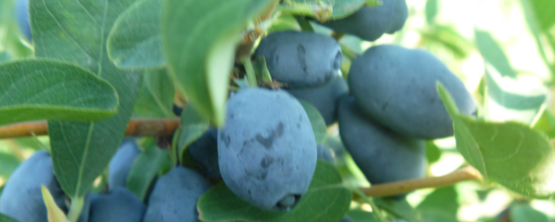 蓝靛果结果需要几年，附种植方法（蓝靛果的生长条件）