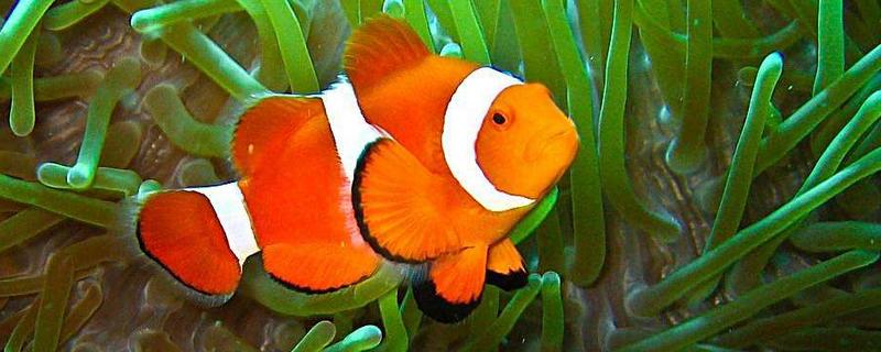 小丑鱼的特点是什么（小丑鱼的特点是什么呢）