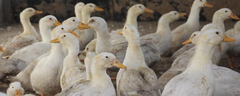 鸭子要如何养殖，附鸭子的生活习性 鸭子的养殖方法和注意事项