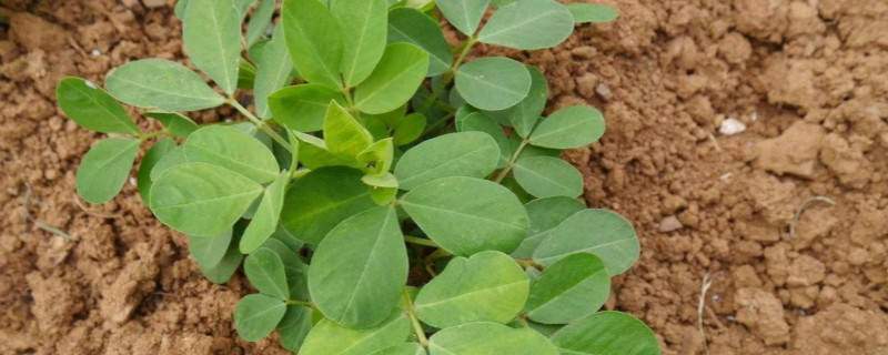 花生种植时间和生长期（山东花生种植时间和生长期）