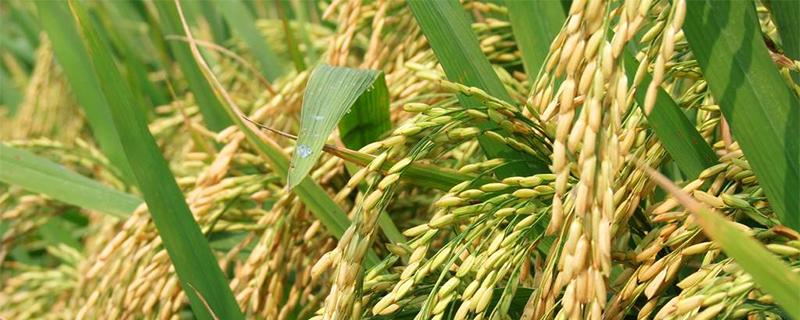 水稻成熟的季节