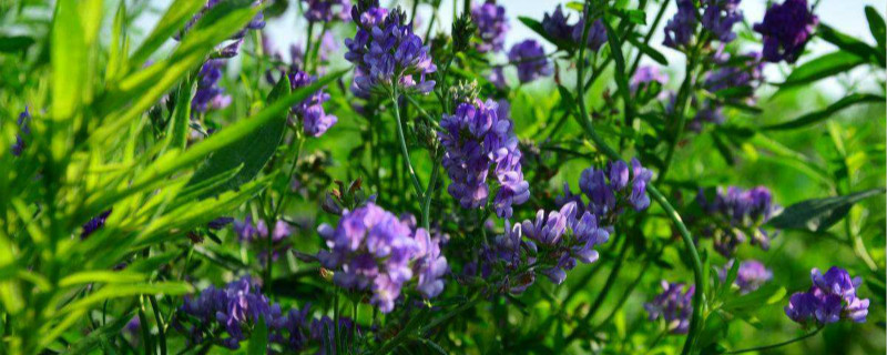 紫花苜蓿草怎么种植 紫花苜蓿草如何种植