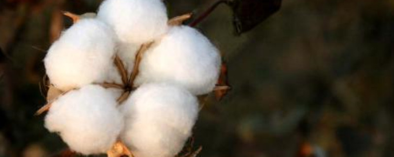 新陆中68棉花品种特性