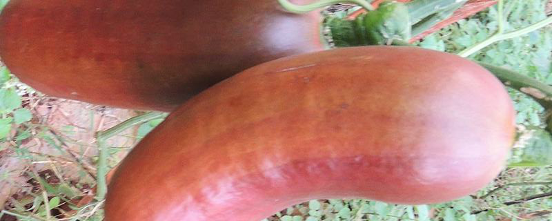 火腿甜瓜的种植条件 火腿甜瓜的种植条件和时间