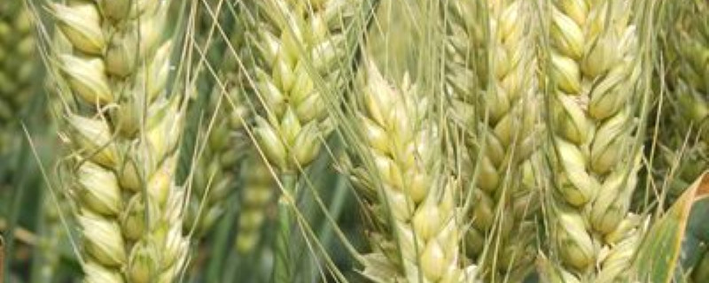 新麦26品种特征