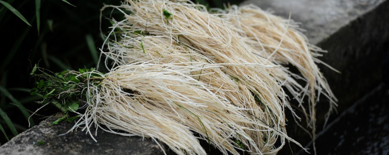 丝线根的种植方法 丝线根如何种植