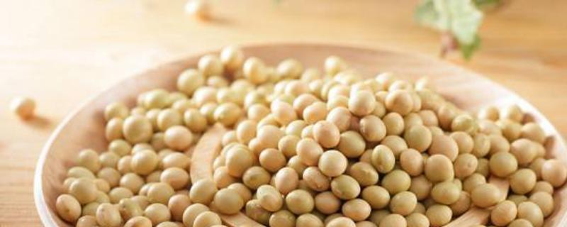 种黄豆每亩多少斤种子 黄豆一亩用多少斤种子
