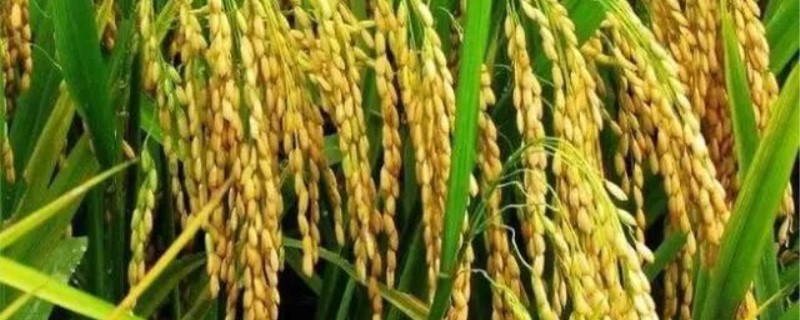 水稻三化螟的防治时间