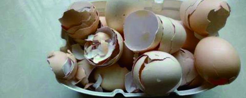 坏鸡蛋做花肥的方法（鸡蛋壳花肥制作方法）