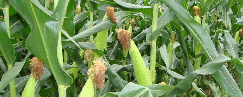 天旱打玉米控旺素是否合适 天干玉米打控旺有啥影响