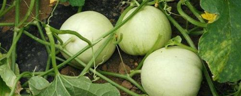 露地香瓜的种植技术 露地香瓜种植管理技术